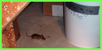 a studio mouse